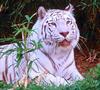 Cats - White Tiger 002
