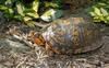 Turtles - Eastern Box Turtle (Terrapene carolina carolina)0068b