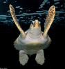 Turtles - Loggerhead Sea Turtle (Caretta caretta caretta)60