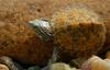 Turtles - Stripe-neck Musk Turtle (Sternotherus minor peltifer)063