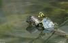 Turtles - Yellowbelly Slider  (Trachemys scripta scripta)450