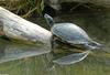 Turtles - Yellowbelly Slider (Trachemys scripta scripta)001