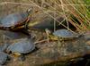 Turtles - eastern painted turtle and red-eared sliders