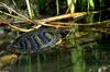 Turtles - red-eared slider