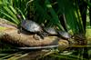 Turtles - red-eared-sliders