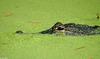 ...Crocodilians - American Alligator (Alligator mississipiensis)0532 - gator (Alligator mississippi