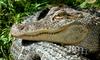 ...Crocodilians - American Alligator (Alligator mississipiensis)0535 - gator (Alligator mississippi