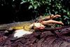 Crocodilians - croc joke