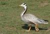Birds - Bar-headed Goose (Anser indicus)