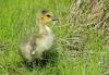Birds - Gosling - Canada Goose (Branta canadensis)005