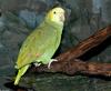 Birds - Double yellow-headed Amazon Parrot (Amazona oratrix)001