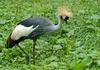 Birds - Grey Crowned Crane (Balearica regulorum)