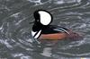 Birds - Hooded Merganser (Lophodytes cucullatus)005