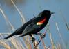 Birds - Red-winged Blackbird (Agelaius phoeniceus)
