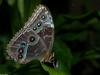 Invertebrates - Blue Morpho (Morpho peleides)044