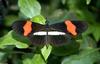 Invertebrates - Crimson-patched Longwing (heliconius erato)002