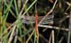 Invertebrates - Needham's Skimmer (Libellula needhami)