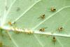 Aphids