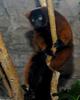 Red-Ruffed Lemur (Varecia variegata rubra)1011