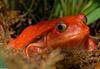 Tomato Frog (Dyscophus antongilii)