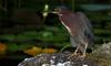 (Animals from Disney Trip) Green-backed Heron