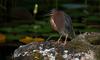 (Animals from Disney Trip) Green-backed Heron