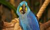 (Animals from Disney Trip) Macaw