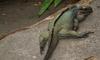 (Animals from Disney Trip) Rhinoceros Iguana