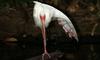 (Animals from Disney Trip) American White Ibis