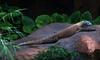 (Animals from Disney Trip) Komodo Dragon
