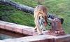 (Animals from Disney Trip) Tiger