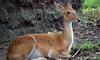 (Animals from Disney Trip) Deer