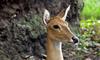 (Animals from Disney Trip) Deer