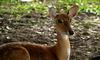 (Animals from Disney Trip) Deer