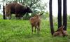 (Animals from Disney Trip) Deer