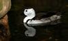 (Animals from Disney Trip) Unknown Duck