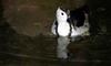 (Animals from Disney Trip) Unknown Duck
