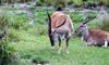 (Animals from Disney Trip) Antelopes