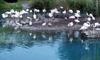 (Animals from Disney Trip) American White Ibises