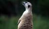 (Animals from Disney Trip) Meerkat