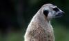 (Animals from Disney Trip) Meerkat