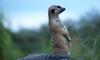 (Animals from Disney Trip) Meerkat