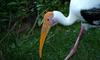 (Animals from Disney Trip) Painted Stork