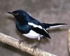 Magpie-Robin of Sri Lanka