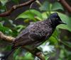 Red-Vented Bul-Bul  Sri Lanka