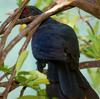 Koel. Brain-Fever bird.  Sri Lanka