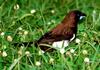 Munia or Paddy-bird Sri Lanka