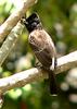 Red-Vented BulBul (II)