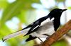 Magpie-Robin of Sri Lanka (II)