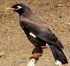 Mynah  Sri Lanka -- Common Myna - Acridotheres tristis